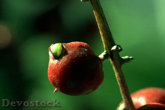 Devostock Fruit