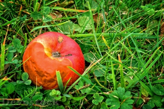 Devostock Fruit Apple Autumn Windfall 1