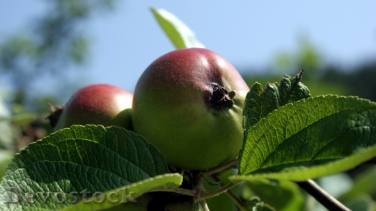 Devostock Fruit Apple Fruits Healthy