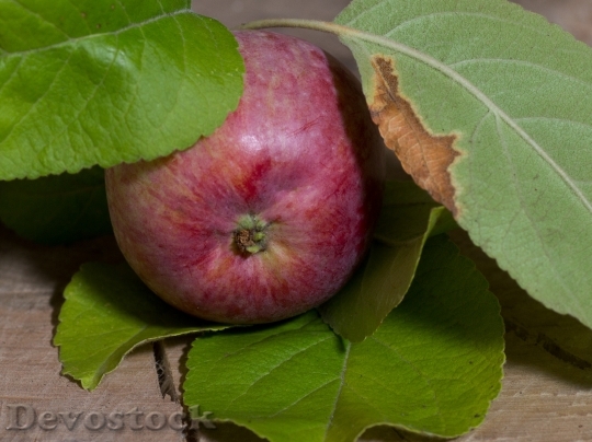 Devostock Fruit Apple Leaves Apfelernte