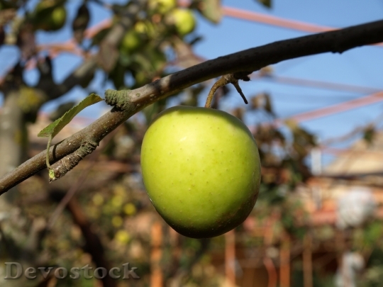 Devostock Fruit Apple Manzano Autumn