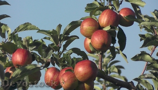 Devostock Fruit Apple Orchard Palatinate