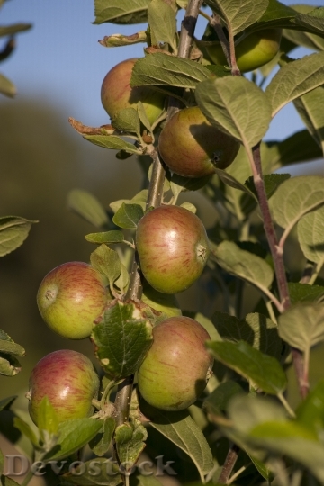 Devostock Fruit Apple Picking Garden