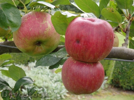 Devostock Fruit Apple Red Apple 6