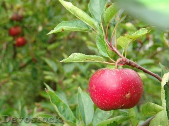 Devostock Fruit Apple Tree Harvest 0