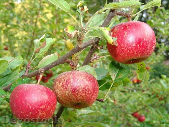 Devostock Fruit Apple Tree Harvest