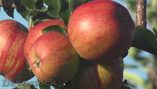 Devostock Fruit Apple Vitamins Delicious