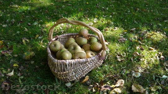 Devostock Fruit Apples Basket Fall