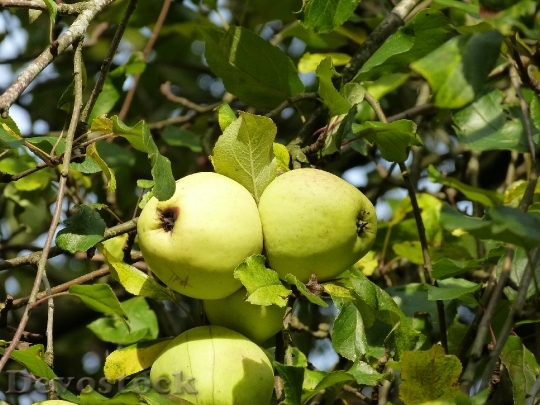 Devostock Fruit Autumn Apple Apple