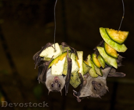Devostock Fruit Bat Bat Jungle