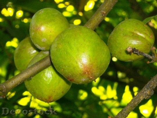 Devostock Fruit Benahong Green Plants