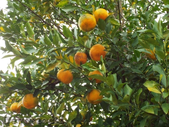 Devostock Fruit Bergamot Tangerine 355096