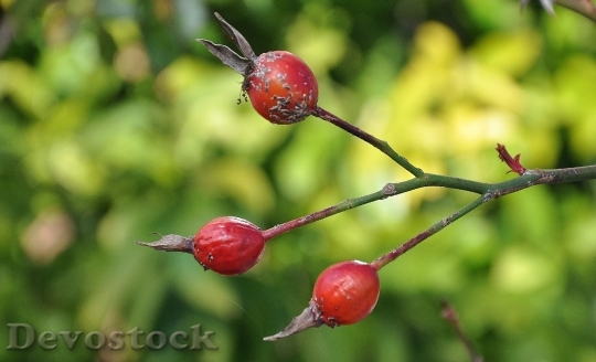 Devostock Fruit Berry Red Plant