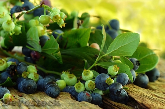 Devostock Fruit Blueberries Harvest Summer