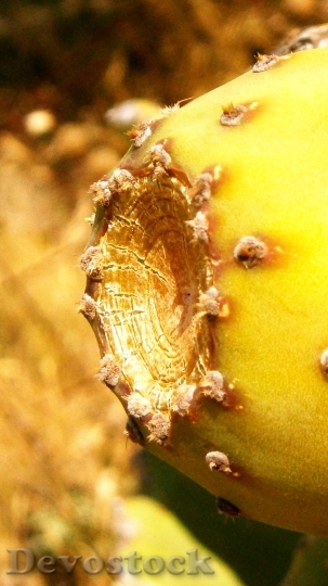 Devostock Fruit Cactus Prickly Pear 0