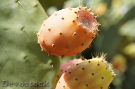 Devostock Fruit Cactus Prickly Pear 1