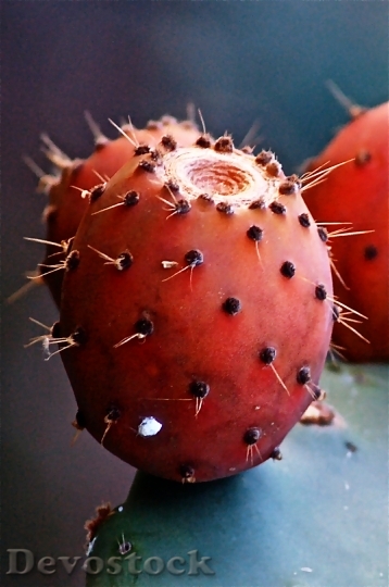 Devostock Fruit Cactus Prickly Pear 2