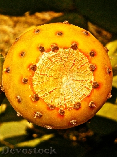 Devostock Fruit Cactus Prickly Pear 3