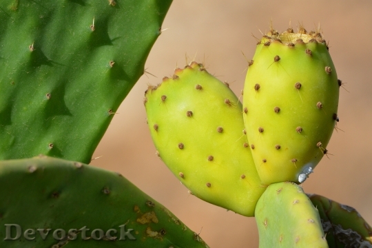 Devostock Fruit Cactus Prickly Pear