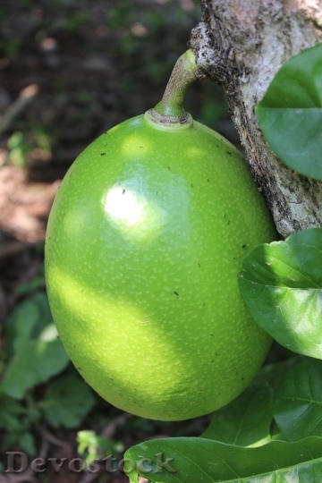 Devostock Fruit Calabash Tree Villavicencio