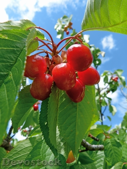 Devostock Fruit Cherries Garden Flavor