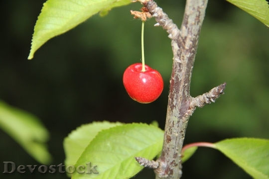 Devostock Fruit Cherry Garden 8133