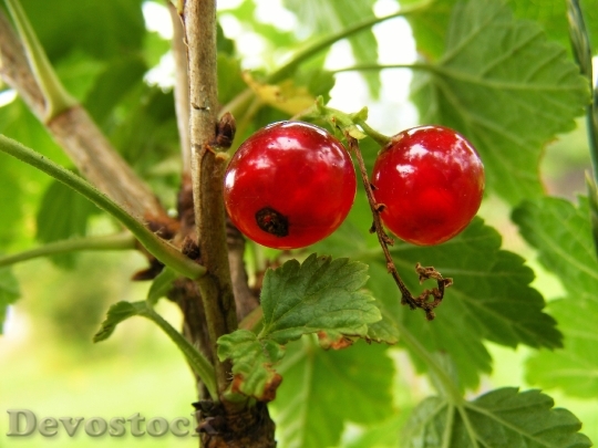 Devostock Fruit Currant Garden Red