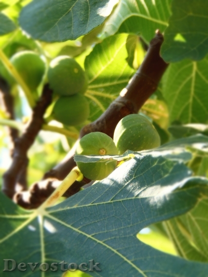 Devostock Fruit Fig Fig Tree