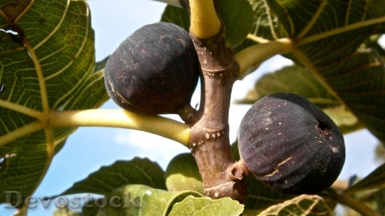 Devostock Fruit Figs Higera Tree