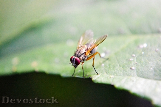 Devostock Fruit Fly Fly Inset 0