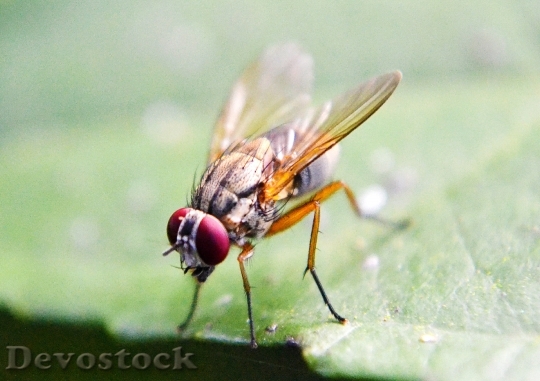 Devostock Fruit Fly Fly Inset