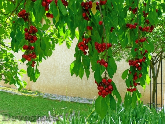 Devostock Fruit Fruit Tree Cherries