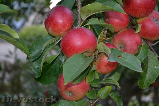 Devostock Fruit Fruits Apples Healthy