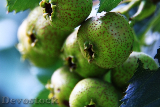 Devostock Fruit Gain Hawthorn Green