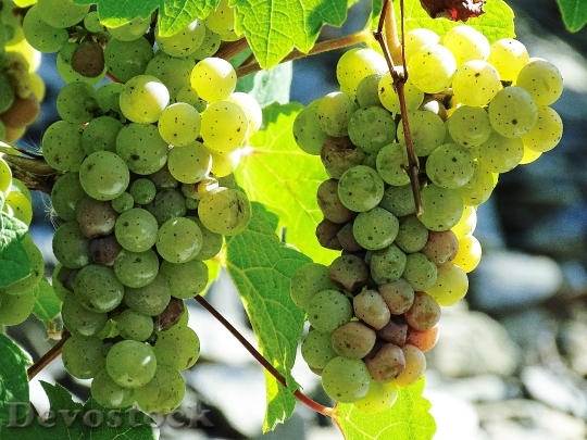 Devostock Fruit Grapes Wine Vine