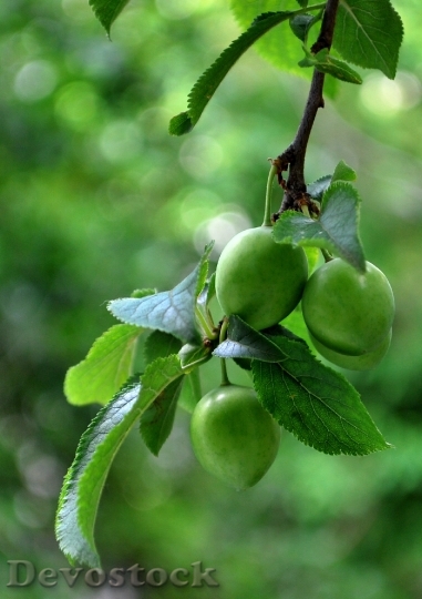 Devostock Fruit Green Food Healthy