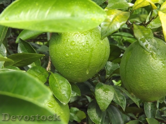 Devostock Fruit Green Navel Orange