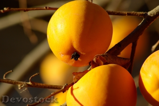 Devostock Fruit Khaki Orange Persimmon