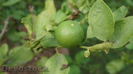 Devostock Fruit Lemon Green 1188209