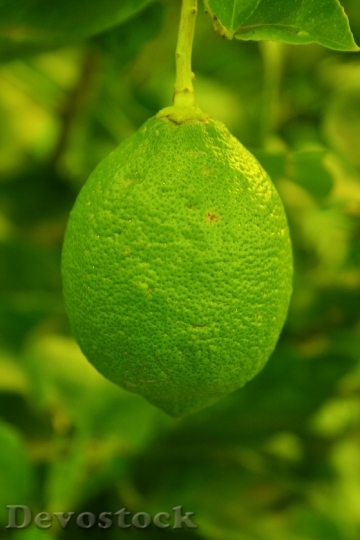 Devostock Fruit Lemon Tinted Green