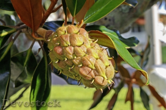 Devostock Fruit Magnolia Pineapple Seed