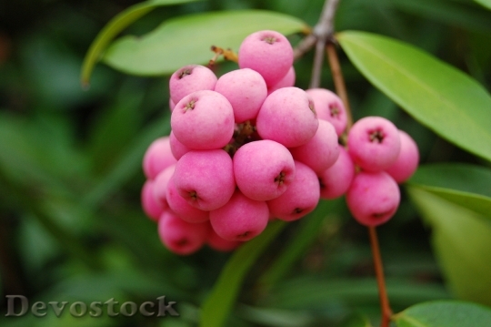 Devostock Fruit Nature Berries Pink