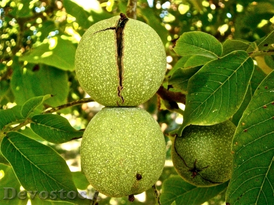 Devostock Fruit Nuts Walnut Tree 0