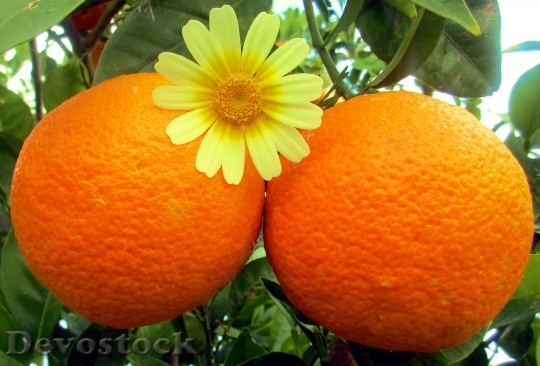 Devostock Fruit Orange Food Nature