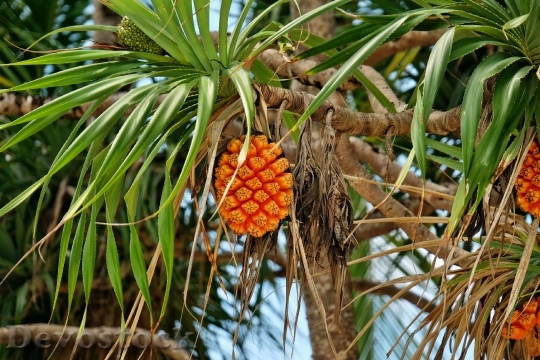 Devostock Fruit Pandanus Tree Nature