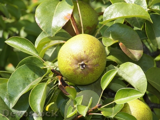 Devostock Fruit Pear Fruits Harvest
