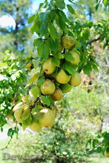 Devostock Fruit Pears Freshness Tree