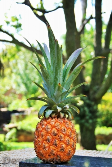 Devostock Fruit Pineapple Yellow Top
