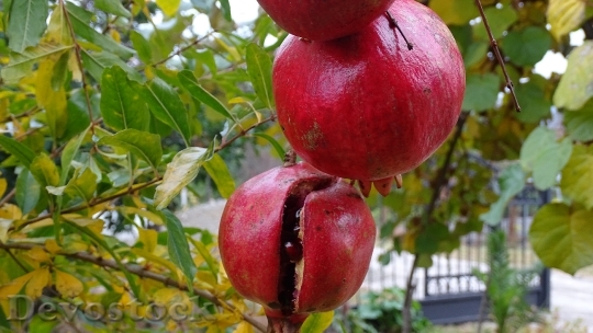 Devostock Fruit Pomegranate Autumn 999235