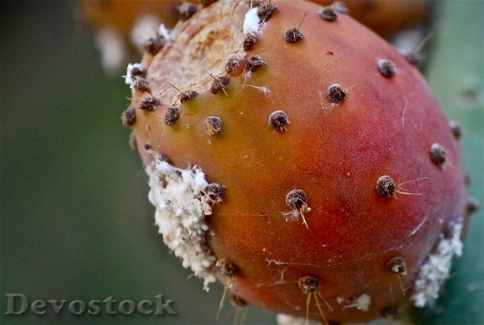 Devostock Fruit Prickly Pear 191658